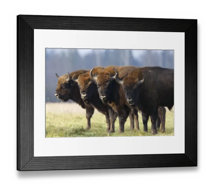 Framed Print : Four Wisent / Bison (Bison bonasus) standing in a row. Bialowieza Forest, Bialowieza National Park Framed Print : Four Wisent / Bison (Bison bonasus) standing in a row. Bialowieza Forest, Bialowieza National Park