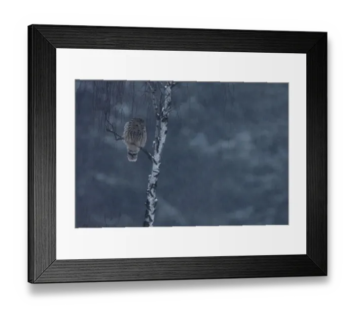 Framed Print : Ural Owl (Strix uralensis) perched. Bieszczady National Park, the Carpathians, Poland Framed Print : Ural Owl (Strix uralensis) perched. Bieszczady National Park, the Carpathians, Poland