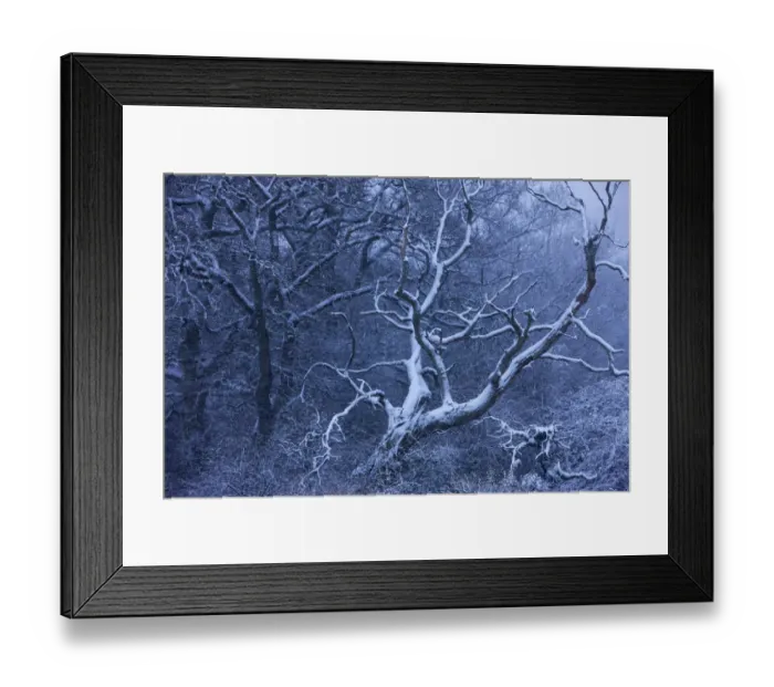 Framed Print : Snow on the trees branches. Cadbury Castle, Somerset, England, January 2010 Framed Print : Snow on the trees branches. Cadbury Castle, Somerset, England, January 2010