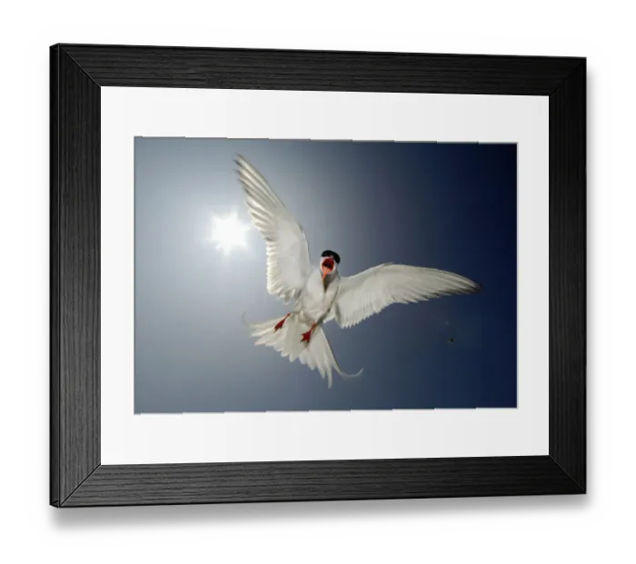 Framed Print : Arctic tern (Sterna paradisaea) adult hovering directly in front of the sun, defending Framed Print : Arctic tern (Sterna paradisaea) adult hovering directly in front of the sun, defending