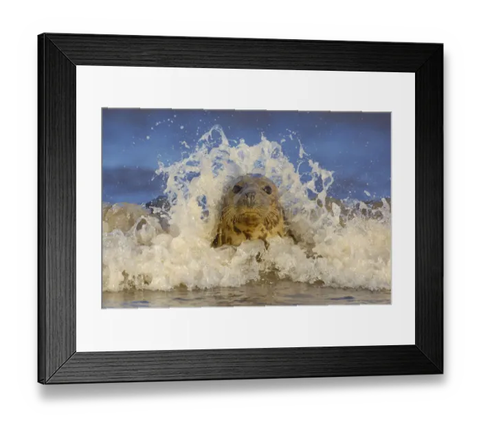 Framed Print : Grey seal (Halichoerus grypus) adult female among breaking waves, Lincolnshire, UK Non-ex Framed Print : Grey seal (Halichoerus grypus) adult female among breaking waves, Lincolnshire, UK Non-ex