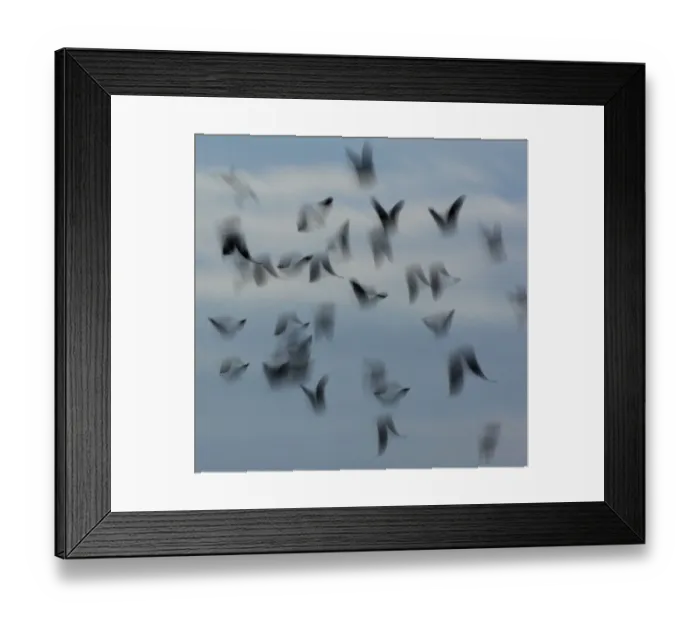 Framed Print : Jackdaws (Corvus monedula) abstract view of flock in flight, Derbyshire, UK, December Framed Print : Jackdaws (Corvus monedula) abstract view of flock in flight, Derbyshire, UK, December