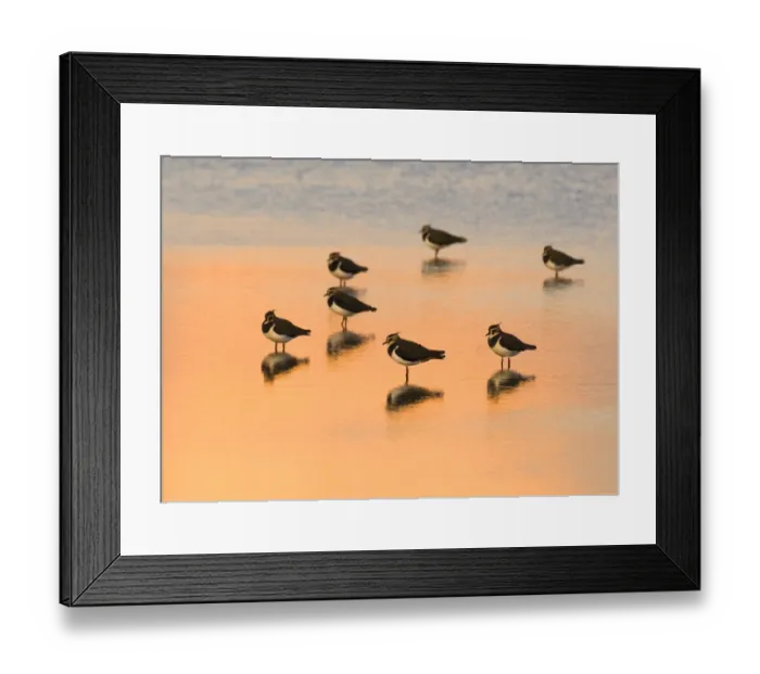 Framed Print : Lapwing (Vanellus vanellus) group roosting in the lagoons at Titchwell RSPB Reserve Framed Print : Lapwing (Vanellus vanellus) group roosting in the lagoons at Titchwell RSPB Reserve