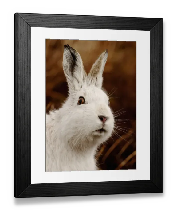 Framed Print : Mountain hare (Lepus timidus) alert portrait in white winter coat, Monadhliath Mountains Framed Print : Mountain hare (Lepus timidus) alert portrait in white winter coat, Monadhliath Mountains