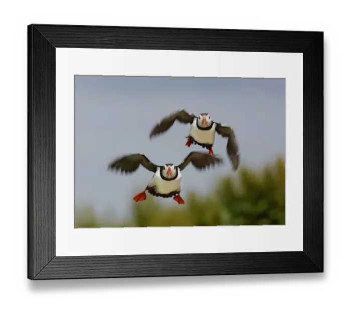 Framed Print : Puffins (Fratercula arctica) pair take off together to go fishing. Farne Islands Framed Print : Puffins (Fratercula arctica) pair take off together to go fishing. Farne Islands
