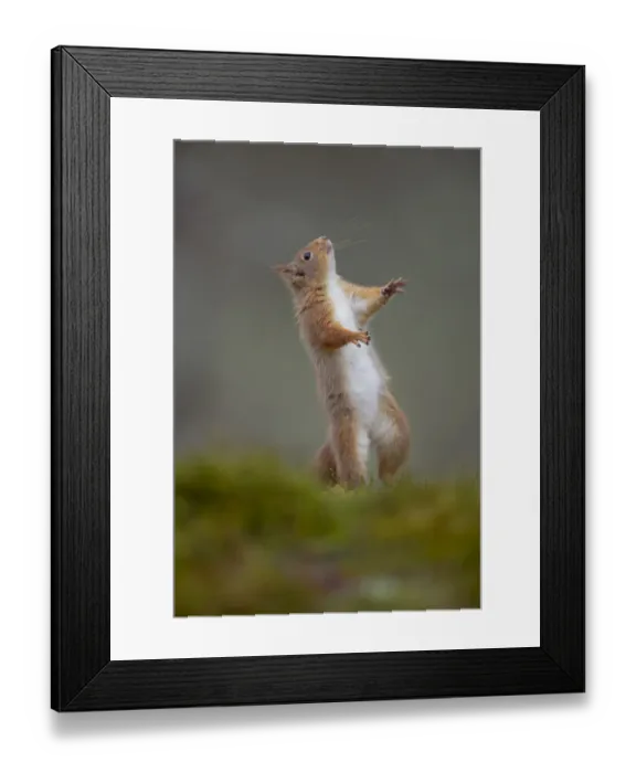 Framed Print : Red squirrel (Sciurus vulgaris) standing on its hind legs, Cairngorms National Park Framed Print : Red squirrel (Sciurus vulgaris) standing on its hind legs, Cairngorms National Park
