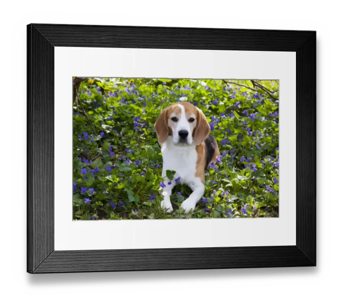 Framed Print : Beagle hound in wild purple Violets, Arcadia, Wisconsin, USA Framed Print : Beagle hound in wild purple Violets, Arcadia, Wisconsin, USA