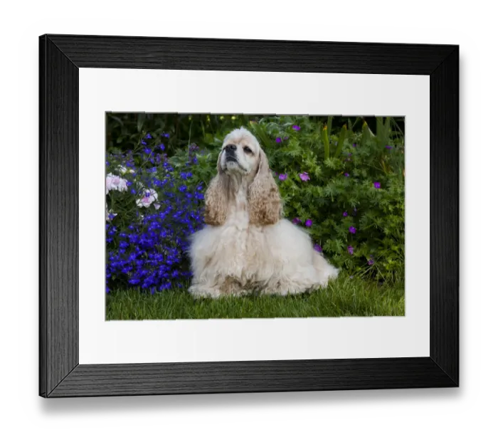 Framed Print : American Cocker spaniel, USA Framed Print : American Cocker spaniel, USA