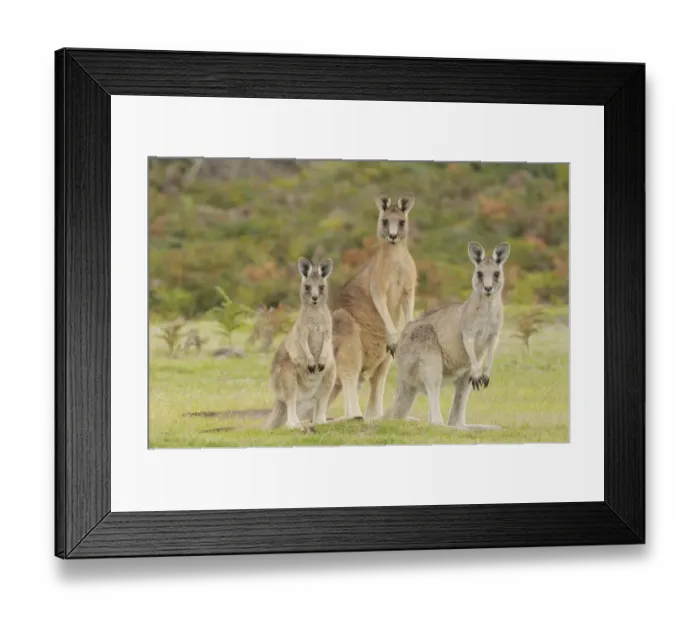Framed Print : Forester kangaroo (Macropus giganteus tasmaniensis) family group, male, female and large joey