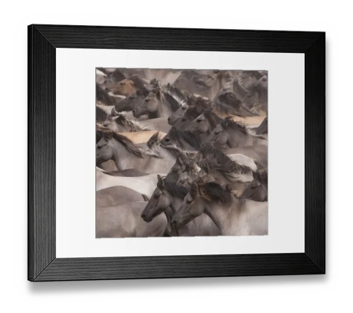 Framed Print : Wild / feral Dulmen ponies (Equus caballus) close up of herd of mares and foals running Framed Print : Wild / feral Dulmen ponies (Equus caballus) close up of herd of mares and foals running