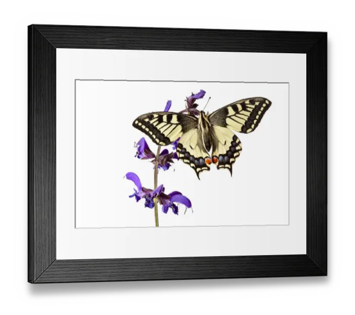 Framed Print : Common Swallowtail butterfly (Papilio machaon) resting on Meadow Clary (Salvia pratensis) flowers Framed Print : Common Swallowtail butterfly (Papilio machaon) resting on Meadow Clary (Salvia pratensis) flowers