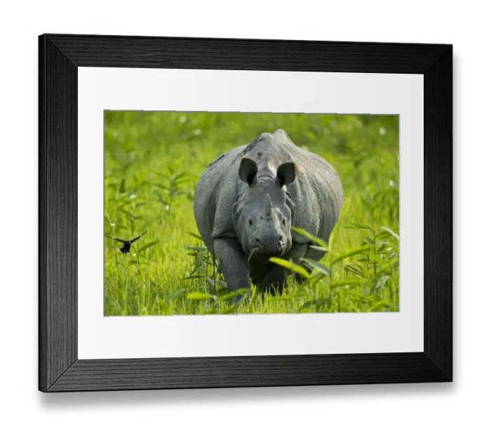 Framed Print : Indian / Asian one-horned rhinoceros (Rhinoceros unicornis) approaching, Kaziranga National Park Framed Print : Indian / Asian one-horned rhinoceros (Rhinoceros unicornis) approaching, Kaziranga National Park