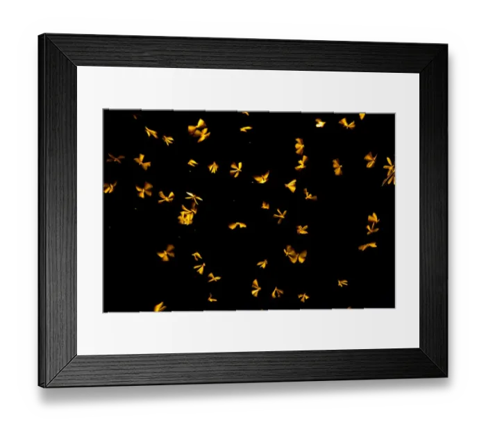 Framed Print : Termites (Isoptera) flying upwards towards a street lamp, India Framed Print : Termites (Isoptera) flying upwards towards a street lamp, India