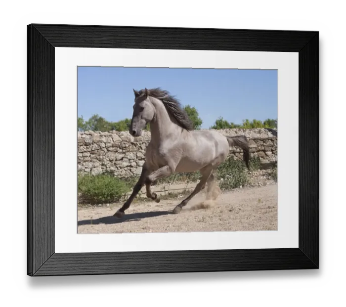 Framed Print : A rare Sorraia stallion cantering, Coudelaria Nacional (National Stud Farm), in Alter do Chao Framed Print : A rare Sorraia stallion cantering, Coudelaria Nacional (National Stud Farm), in Alter do Chao