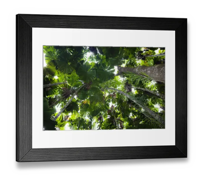 Framed Print : Looking up through the canopy of Fan Palms (Licuala ramsayi) in rainforest, Daintree National Park