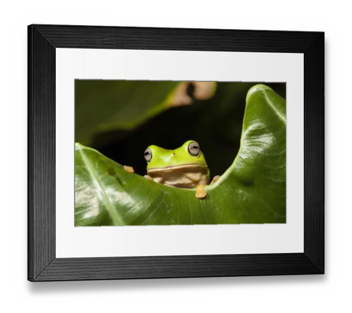 Framed Print : Common green tree frog (Litoria caerulea) in rainforest, Iron Range National Park Framed Print : Common green tree frog (Litoria caerulea) in rainforest, Iron Range National Park