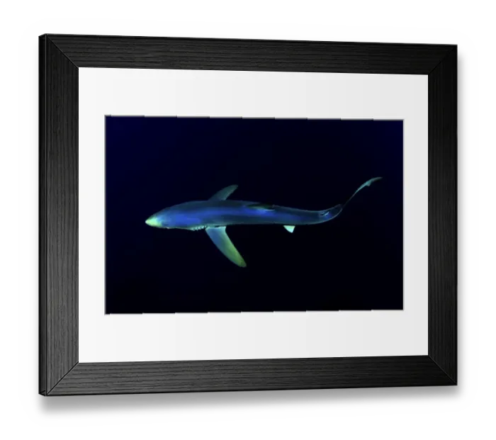 Framed Print : Great Blue Shark (Prionace glauca), dorsal view against dark water Framed Print : Great Blue Shark (Prionace glauca), dorsal view against dark water