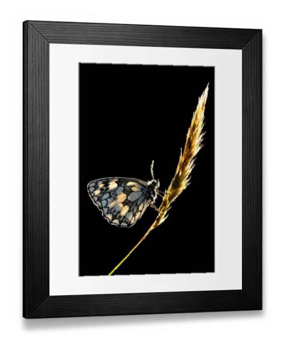 Framed Print : Marbled White Butterfly (Melanargia galathea) resting on grass stem, Devon, UK July Framed Print : Marbled White Butterfly (Melanargia galathea) resting on grass stem, Devon, UK July