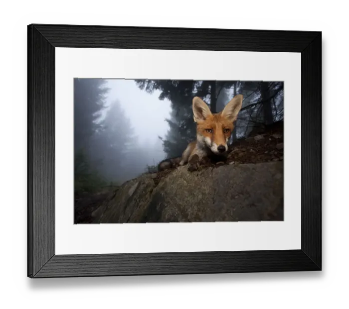 Framed Print : Red Fox (Vulpes vulpes) vixen on a misty day in woodland, Black Forest, Germany, July Framed Print : Red Fox (Vulpes vulpes) vixen on a misty day in woodland, Black Forest, Germany, July
