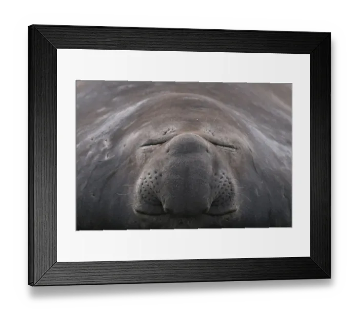 Framed Print : Southern elephant seal (Mirounga leonina) close up of sleeping individual, South Georgia Framed Print : Southern elephant seal (Mirounga leonina) close up of sleeping individual, South Georgia