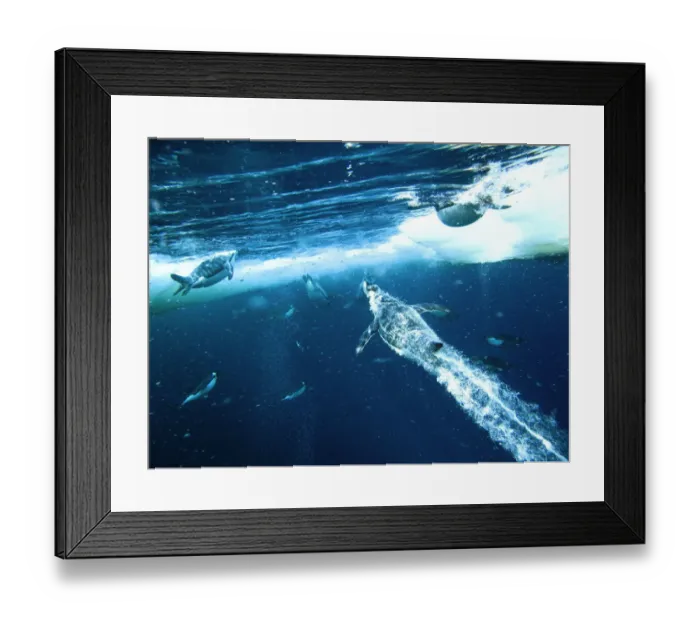 Framed Print : Emperor penguins (Aptenodytes forsteri) males dive through openings in the sea ice Framed Print : Emperor penguins (Aptenodytes forsteri) males dive through openings in the sea ice