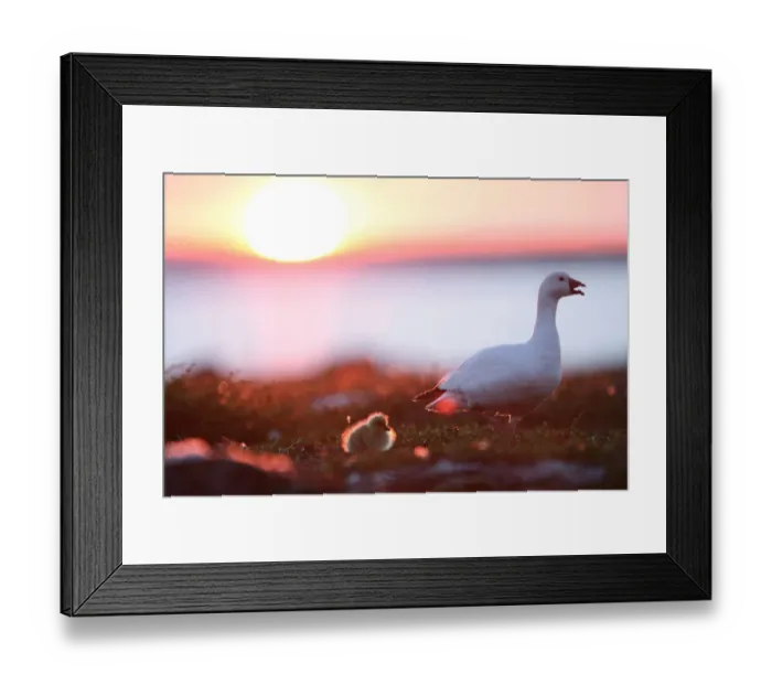 Framed Print : Snow goose with gosling (Chen caerulescens) at sunset Framed Print : Snow goose with gosling (Chen caerulescens) at sunset