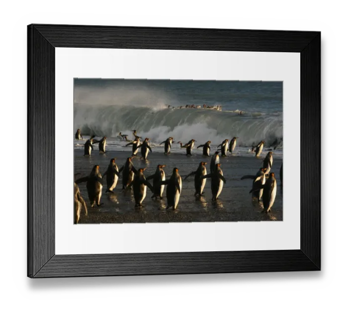 Framed Print : King penguins (Aptenodytes patagonicus) heading out to sea, crossing tidal surf to Framed Print : King penguins (Aptenodytes patagonicus) heading out to sea, crossing tidal surf to