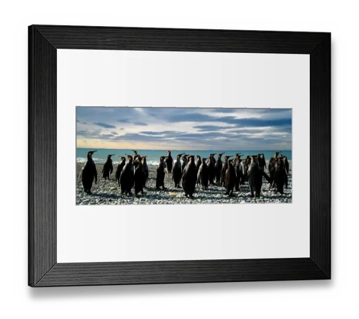 Framed Print : King penguins (Aptenodytes patagonicus) on beach, South Georgia Framed Print : King penguins (Aptenodytes patagonicus) on beach, South Georgia