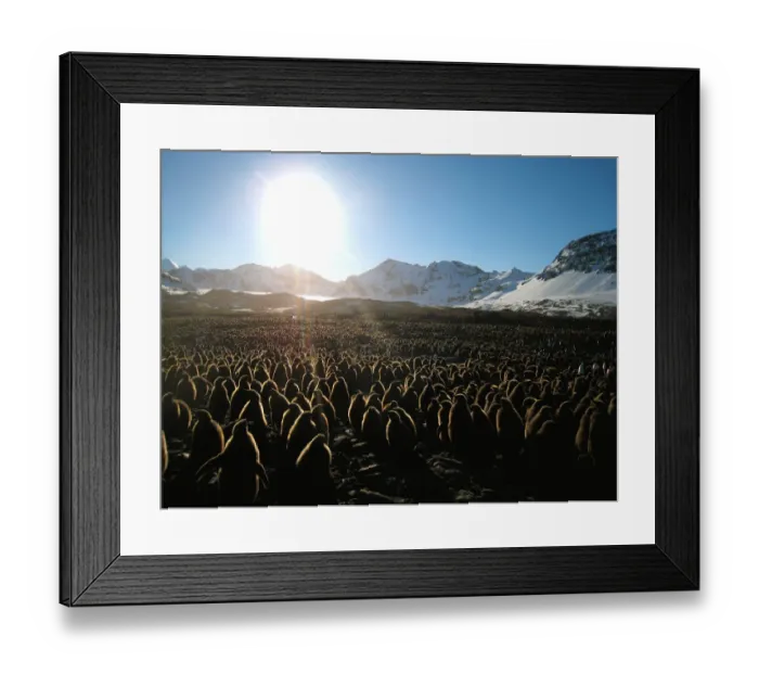 Framed Print : King penguin (Aptenodytes patagonicus) chicks in mass breeding colony, St Andrews Bay Framed Print : King penguin (Aptenodytes patagonicus) chicks in mass breeding colony, St Andrews Bay
