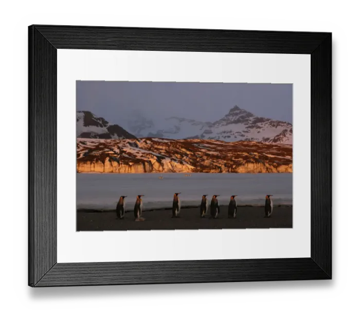 Framed Print : King penguins (Aptenodytes patagonicus) walk along beach, South Georgia Framed Print : King penguins (Aptenodytes patagonicus) walk along beach, South Georgia