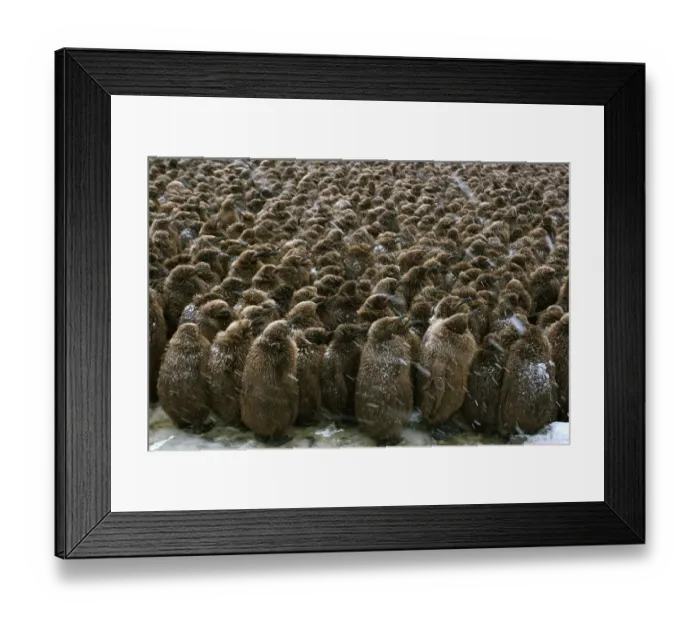 Framed Print : King penguin (Aptenodytes patagonicus) chick creche enduring harsh weather, South Georgia Framed Print : King penguin (Aptenodytes patagonicus) chick creche enduring harsh weather, South Georgia