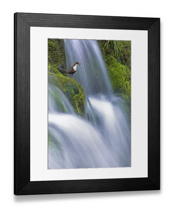 Framed Print : Dipper (Cinclus cinclus) perched on moss-covered waterfall, Peak District NP, Derbyshire Framed Print : Dipper (Cinclus cinclus) perched on moss-covered waterfall, Peak District NP, Derbyshire