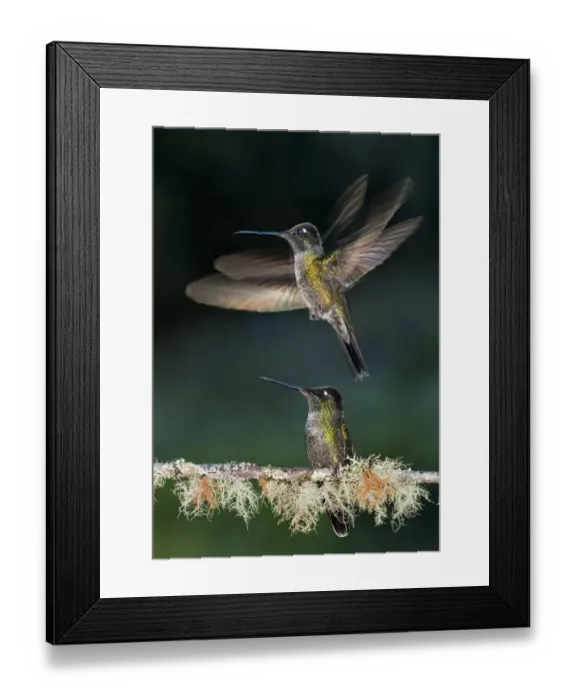 Framed Print : Green crowned brilliant hummingbird (Heliodoxa jacula) male taking off to feed at feeder in garden Framed Print : Green crowned brilliant hummingbird (Heliodoxa jacula) male taking off to feed at feeder in garden