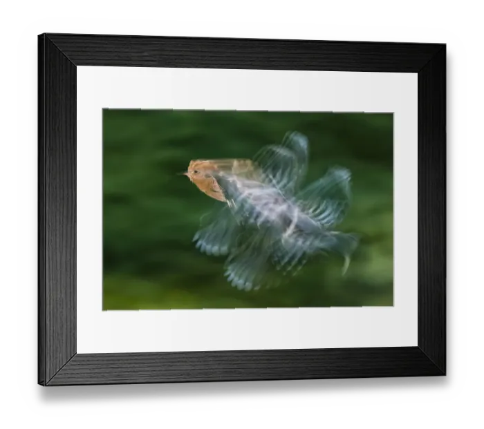 Framed Print : Hoopoe (Upupa epops) in flight, Hungary. Multi flash, long exposure. Winner, Eric Hosking award