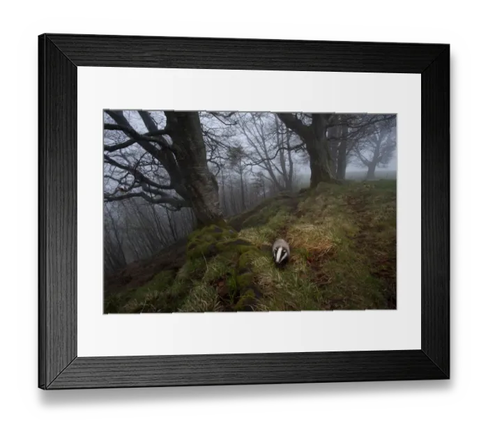 Framed Print : Badger (Meles meles) foraging in woodland on edge of forest, Black Forest, The Black Forest Framed Print : Badger (Meles meles) foraging in woodland on edge of forest, Black Forest, The Black Forest