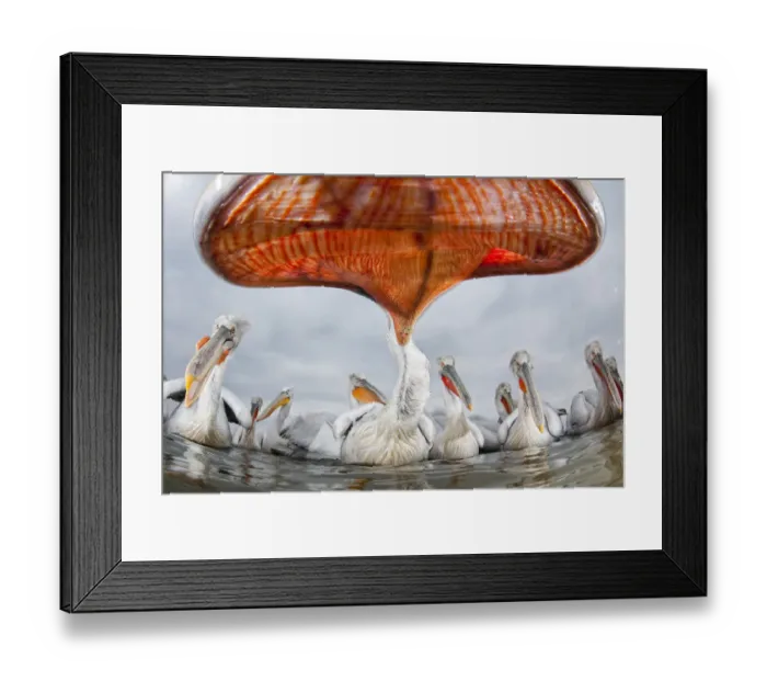 Framed Print : Dalmatian pelican (Pelecanus crispus) low angle perspective of open bill, Lake Kerkini Framed Print : Dalmatian pelican (Pelecanus crispus) low angle perspective of open bill, Lake Kerkini