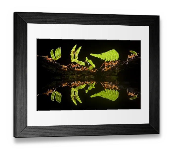 Framed Print : Leaf cutter ants (Atta sp) female worker ants carry pieces of fern leaves to nest Framed Print : Leaf cutter ants (Atta sp) female worker ants carry pieces of fern leaves to nest