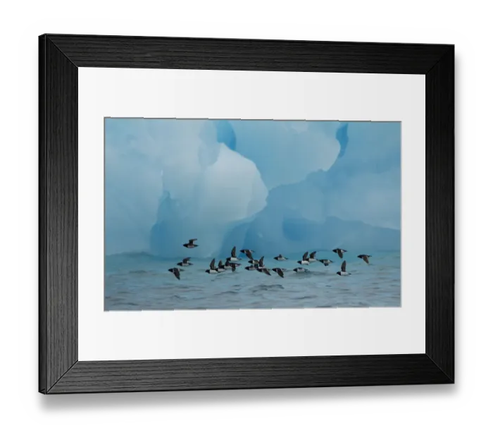 Framed Print : Little Auks (Alle alle) flying low above surface in front of iceberg. Spitsbergen Framed Print : Little Auks (Alle alle) flying low above surface in front of iceberg. Spitsbergen