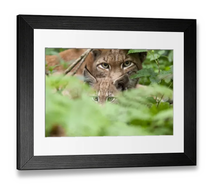 Framed Print : Portrait of a Lynx (Lynx lynx) mother and kitten. Hanau, Germany, July. Captive Framed Print : Portrait of a Lynx (Lynx lynx) mother and kitten. Hanau, Germany, July. Captive