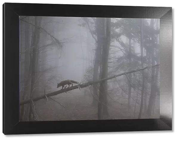 Red Fox (Vulpes vulpes) walking along a fallen trunk in misty forest. Black Forest