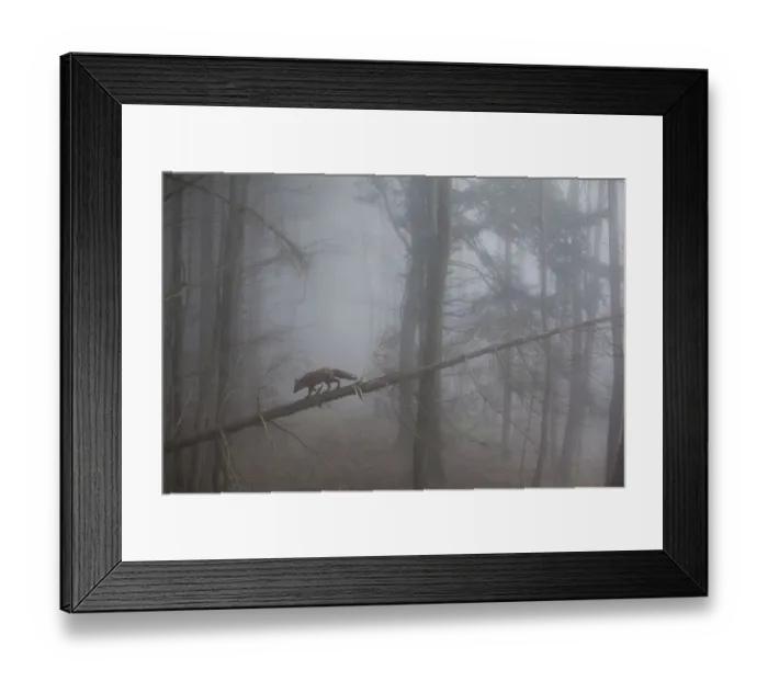 Framed Print : Red Fox (Vulpes vulpes) walking along a fallen trunk in misty forest. Black Forest