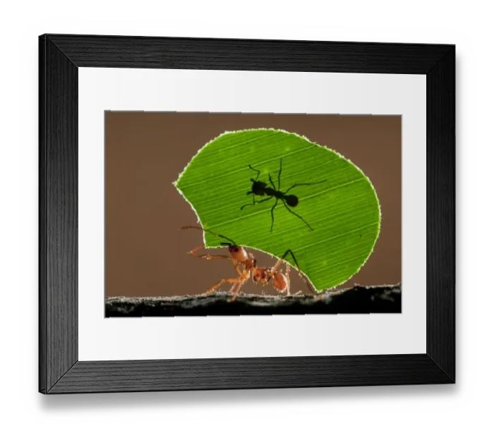 Framed Print : Leaf cutter ant (Atta sp) female worker carrying leaf to nest, with a smaller minor Framed Print : Leaf cutter ant (Atta sp) female worker carrying leaf to nest, with a smaller minor