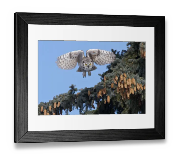 Framed Print : Great Horned owl, (Bubo virginianus) in flight, Regina, Saskatchewan, Canada, March Framed Print : Great Horned owl, (Bubo virginianus) in flight, Regina, Saskatchewan, Canada, March