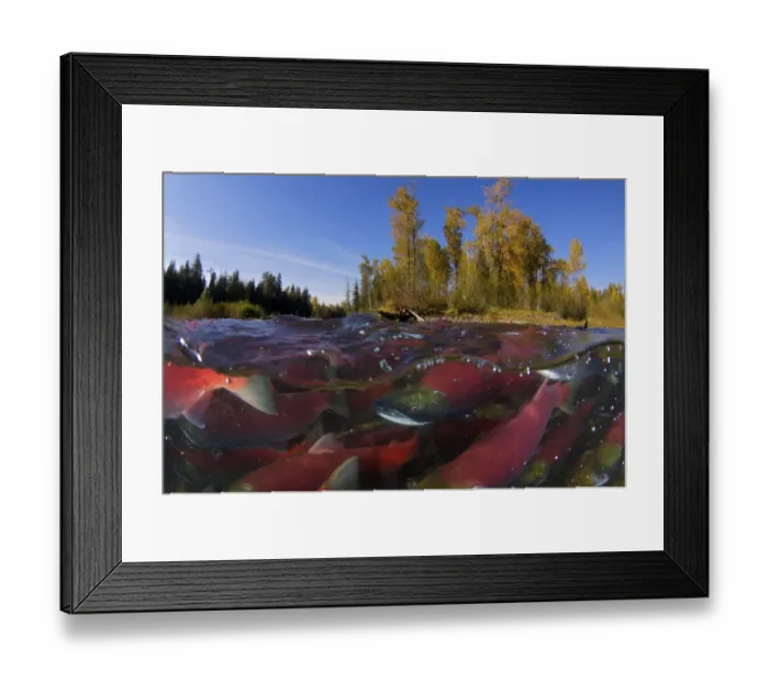 Framed Print : Sockeye salmon (Oncorhynchus nerka) split level view of annual spawning run, Adams River Framed Print : Sockeye salmon (Oncorhynchus nerka) split level view of annual spawning run, Adams River