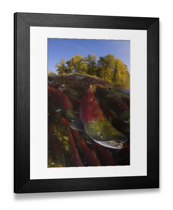 Framed Print : Sockeye salmon (Oncorhynchus nerka) split level view of annual spawning run, Adams River Framed Print : Sockeye salmon (Oncorhynchus nerka) split level view of annual spawning run, Adams River