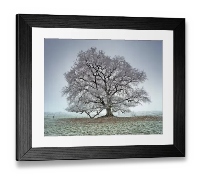 Framed Print : Oak (Quercus) covered with frost. Picardy, France Framed Print : Oak (Quercus) covered with frost. Picardy, France