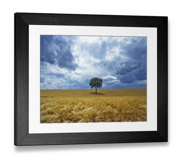 Framed Print : Lone Walnut (Juglans) tree in a field of barley. Picardy, France Framed Print : Lone Walnut (Juglans) tree in a field of barley. Picardy, France