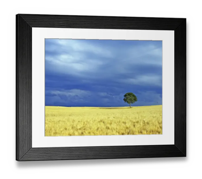 Framed Print : Lone tree in a barley field. Picardy, France Framed Print : Lone tree in a barley field. Picardy, France