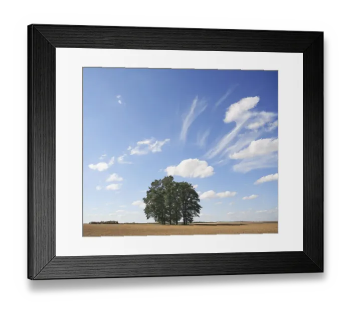 Framed Print : Small copse of trees under a summer sky. Champagne, France, July Framed Print : Small copse of trees under a summer sky. Champagne, France, July