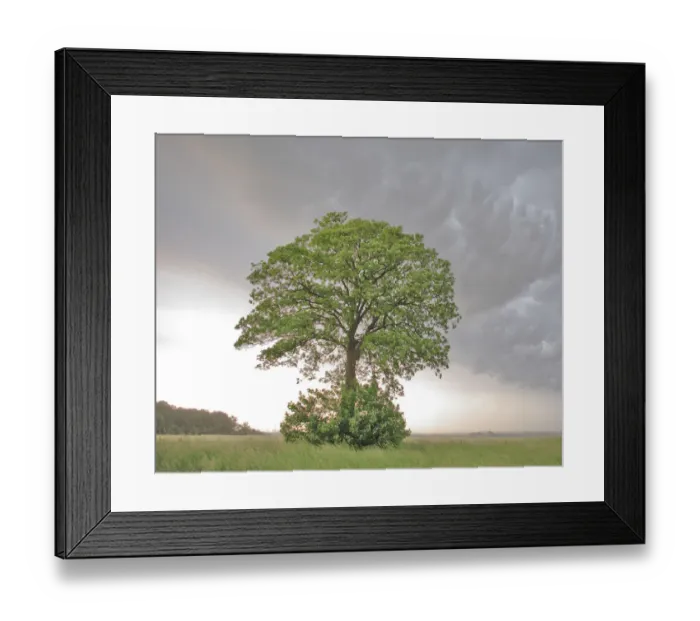 Framed Print : Lone Maple (Acer) in a field against cumulo-nimbus and mammatus clouds. Picardy, France Framed Print : Lone Maple (Acer) in a field against cumulo-nimbus and mammatus clouds. Picardy, France